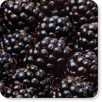 Frozen berries HoReCa Blackberries