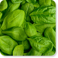 Frozen vegetables HoReCa Leaf Spinach